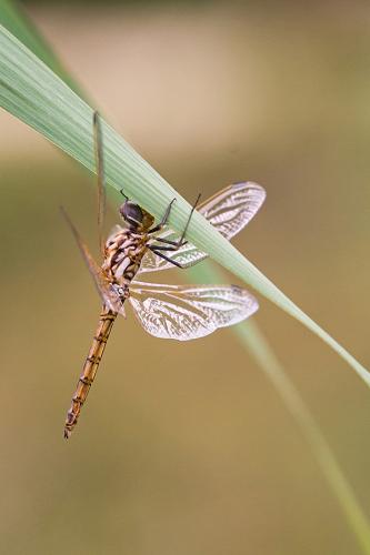Trithemis annulata