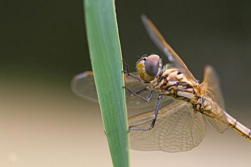 Trithemis annulata