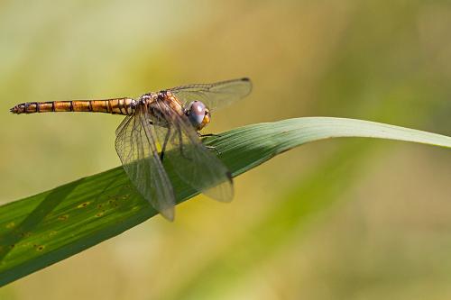 Réf. 148 933 : Trithemis annulata