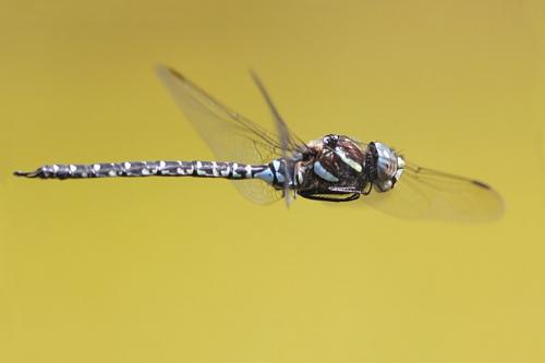 Réf. 148 827 : Aeshna subarctica