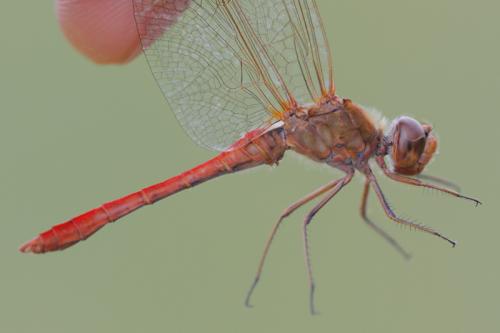 Sympetrum meridionale