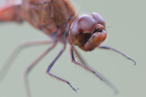 Sympetrum meridionale