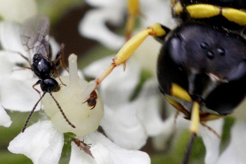 Eucoilinae