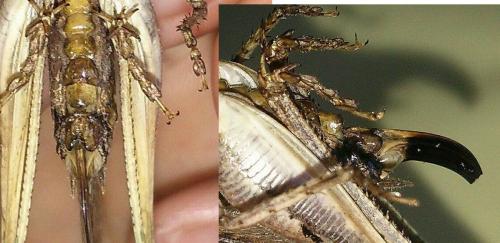 Platycleis falx laticauda