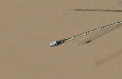 Réf. 148 108 : Lestes sp.