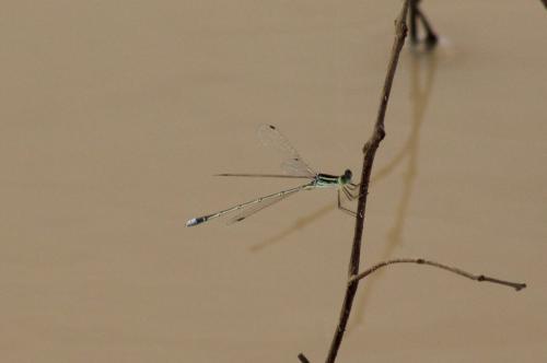 Lestes sp.