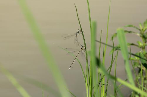 Réf. 148 043 : Lestes sp.