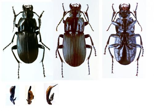 Réf. 148 552 : Abax parallelepipedus