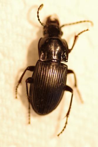 Réf. 148 730 : Abax parallelus