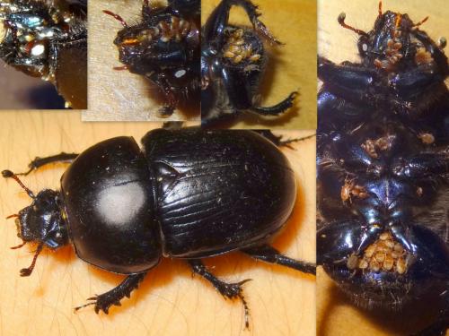 Geotrupes sp.