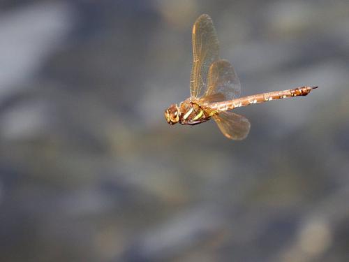 Aeshna grandis