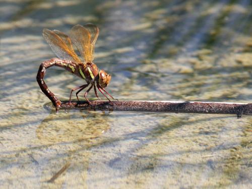 Réf. 148 921 : Aeshna grandis