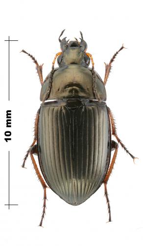 Réf. 148 891 : Amara ovata