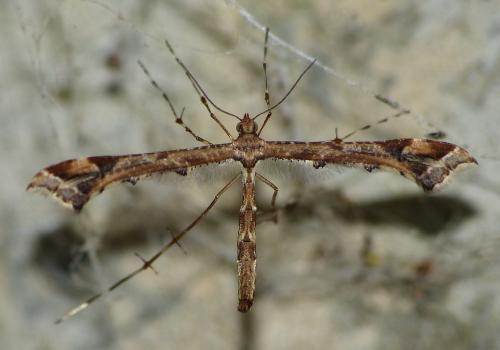 Réf. 148 146 : Amblyptilia acanthadactyla