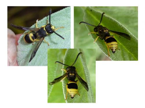 Ancistrocerus sp.