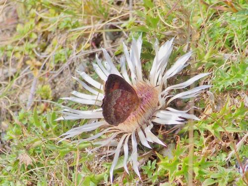 Erebia pronoe