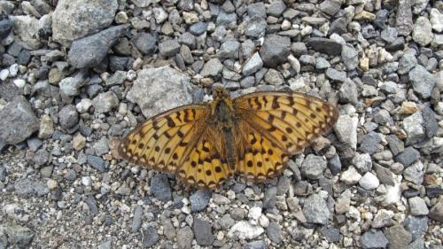 Argynnis aglaja
