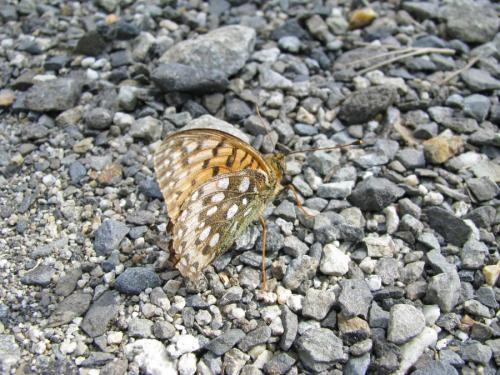 Argynnis aglaja