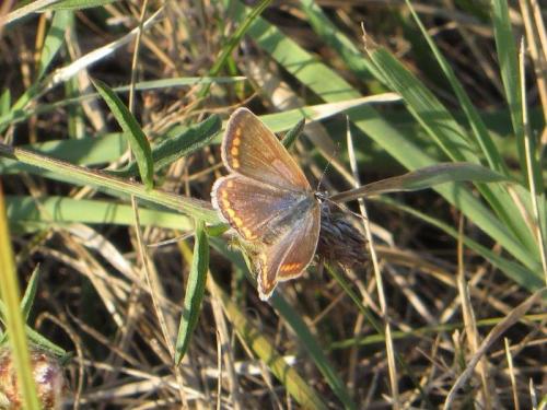 Polyommatus icarus