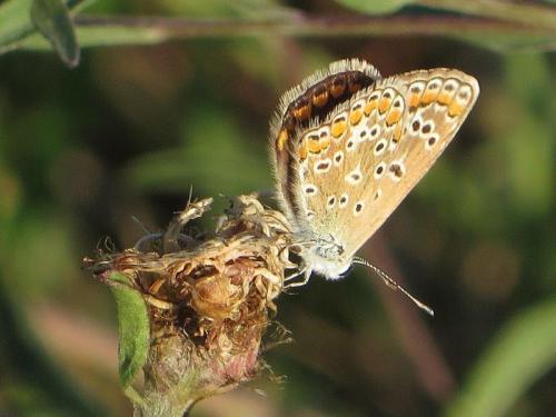 Polyommatus icarus