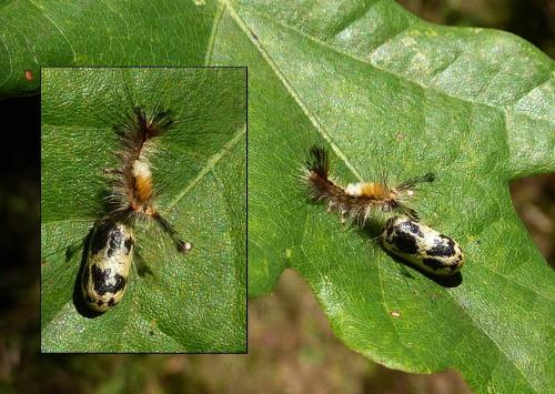 Orgyia antiqua