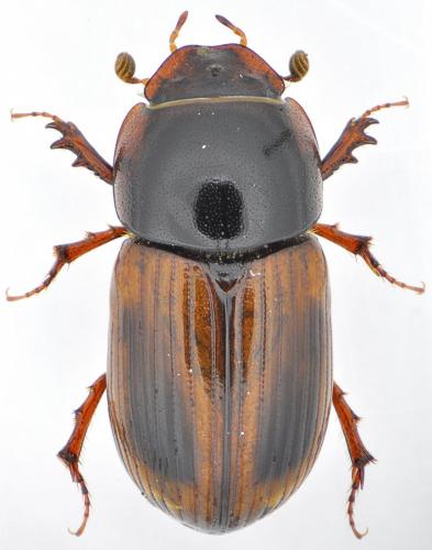 Bodilopsis rufa