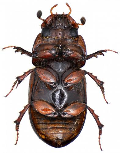 Bodilopsis rufa