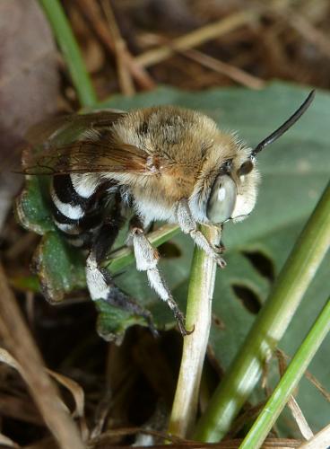 Amegilla sp.