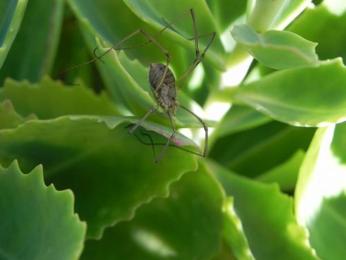 Phalangium opilio