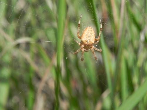 Araneus diadematus