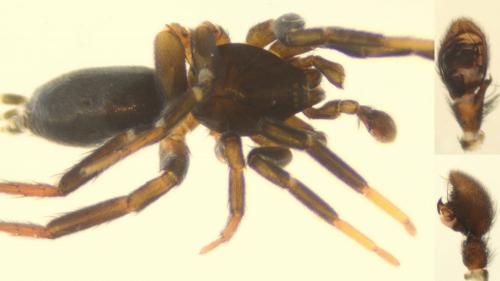 Réf. 148 253 : Drassyllus villicus