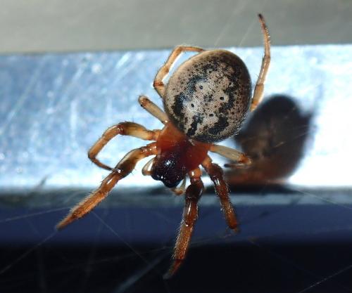 Réf. 148 312 : Metazygia gregalis