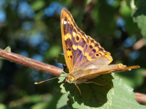 Apatura ilia