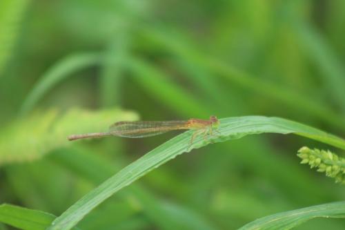 Ceriagrion sp.