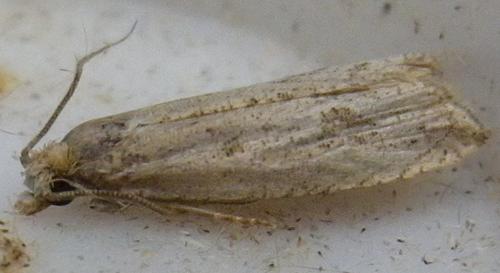 Réf. 148 277 : Bactra sp.