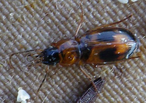 Badister sp.