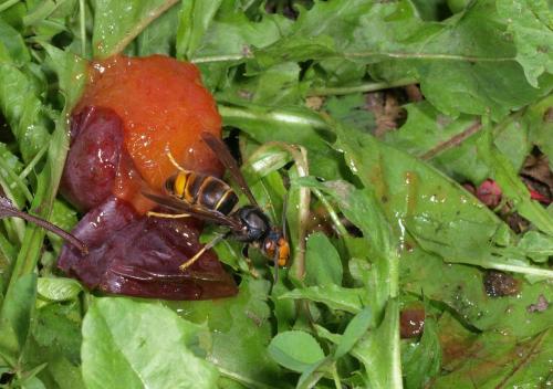 Vespa velutina
