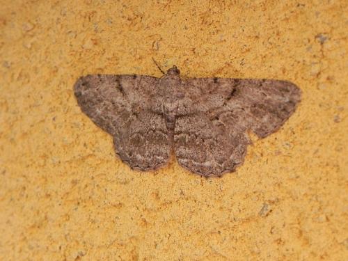 Peribatodes rhomboidaria