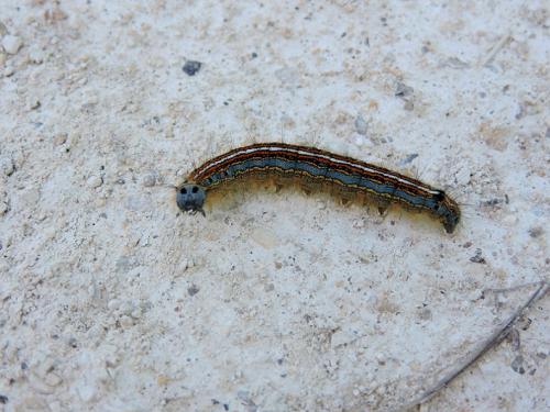 Réf. 148 288 : Malacosoma neustria