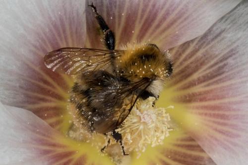 Bombus pascuorum