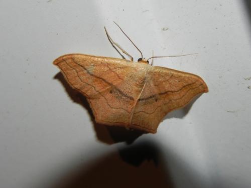 Réf. 148 113 : Scopula imitaria