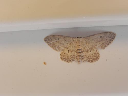 Idaea seriata