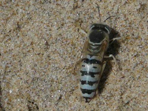 Bembix olivacea