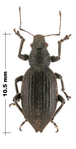 Brachyderes illaesus