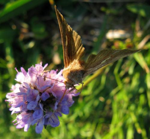 Réf. 148 374 : Macdunnoughia confusa