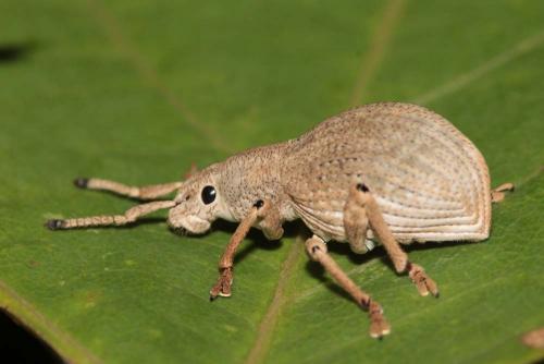 Episomus sp.