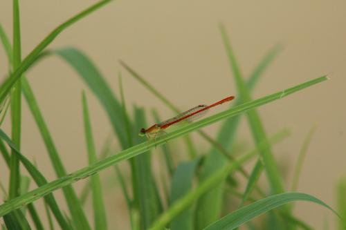 Ceriagrion suave