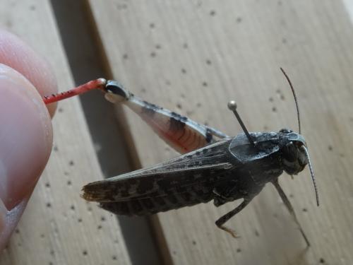 Calliptamus italicus