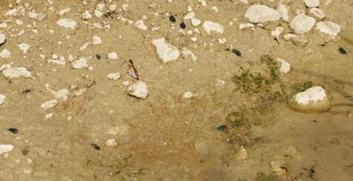 Calopteryx splendens