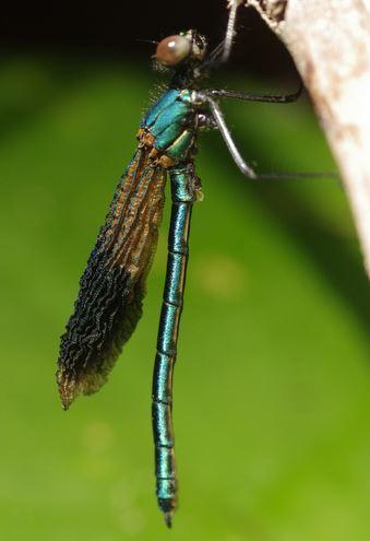 Réf. 148 747 : Calopteryx splendens splendens